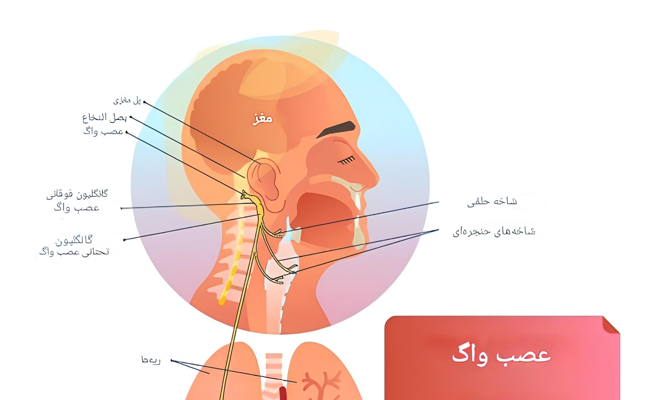 عصب واگ و یوگا
