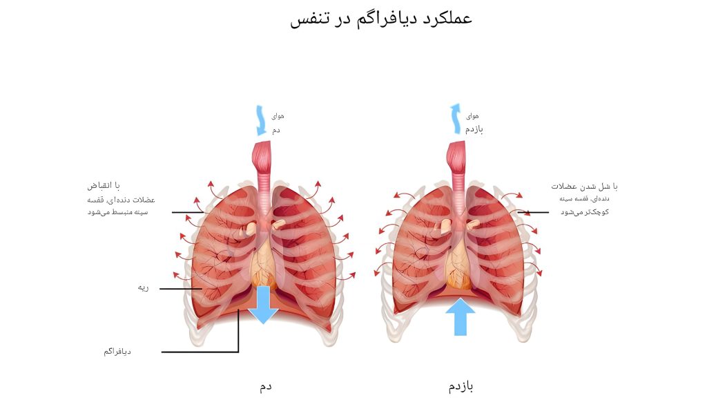 تنفس دیافراگمی در یوگا و عصب واگ