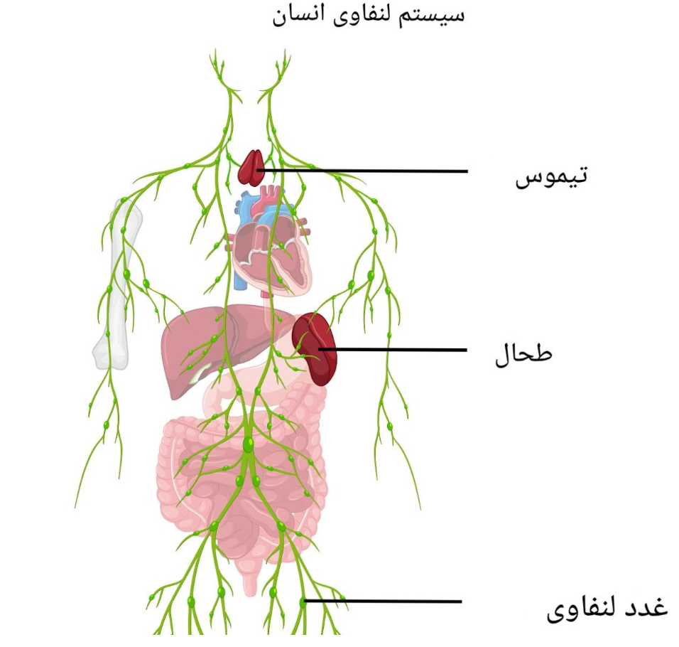 سیستم لنفاوی و تاثیر یوگا